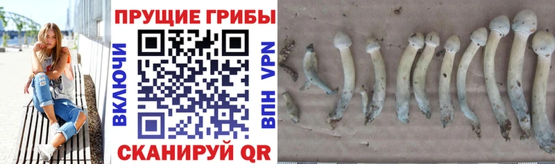 Псилоцибиновые грибы ЛСД  сколько стоит  Никольск 
